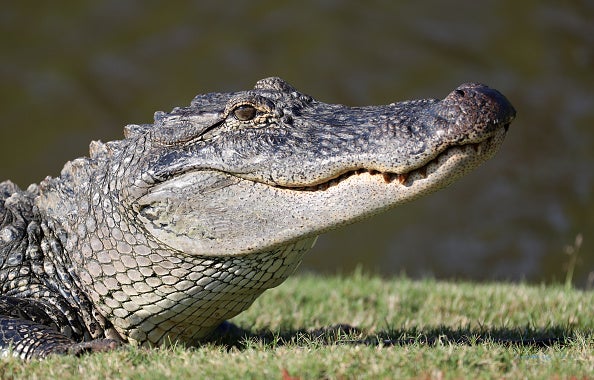 Alligator