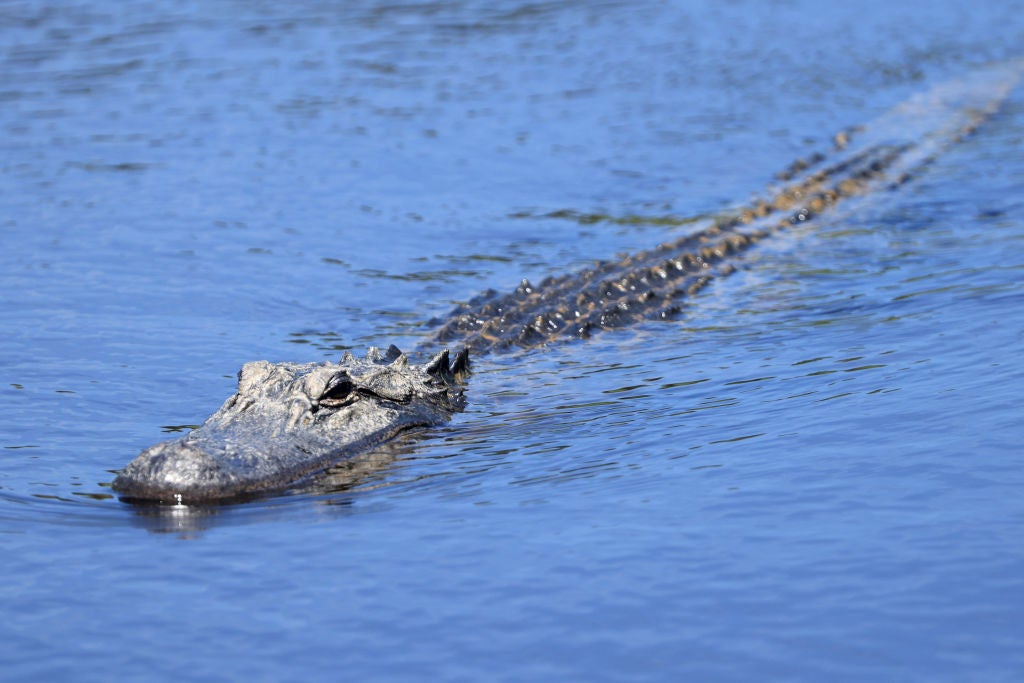 alligator florida paddleboarder