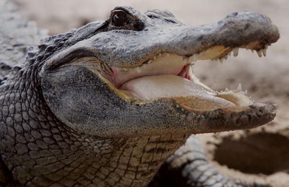 florida everglades alligator drone