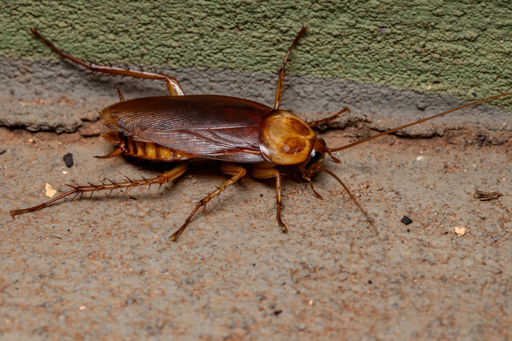 Adult American Cockroach of the species Periplaneta americana
6 Helpful Tips For Getting Rid Of Pesky Palmetto Bugs