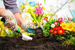 woman gardening