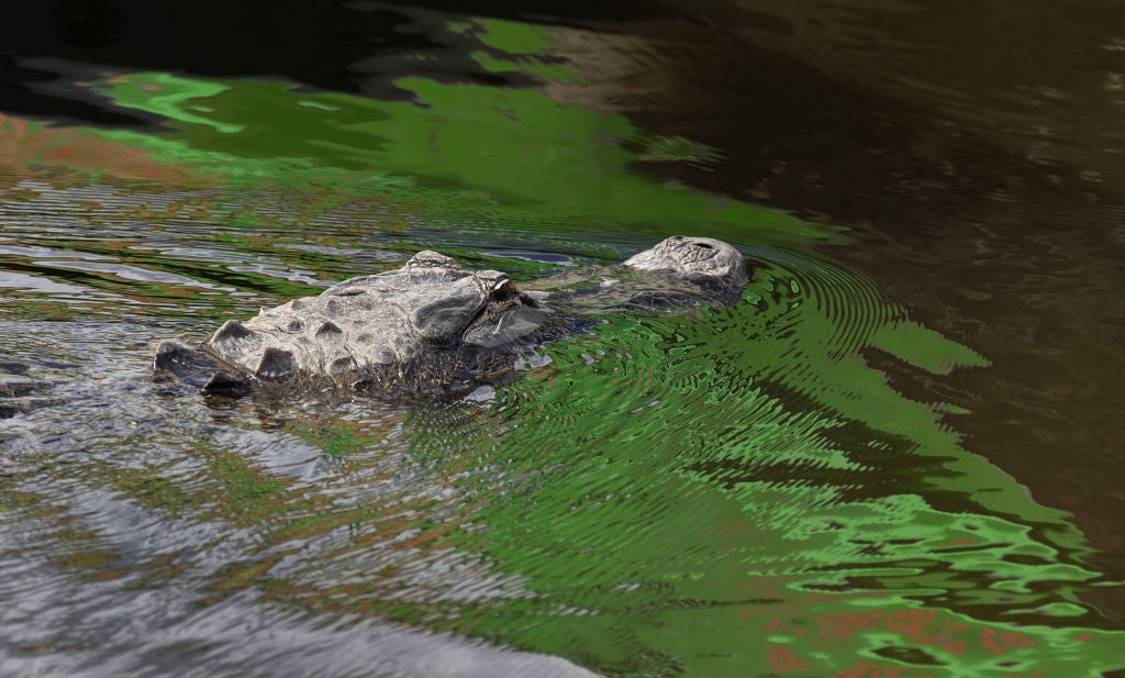 Attack On Manatee Woman Shows Why Feeding Alligators Is Dangerous