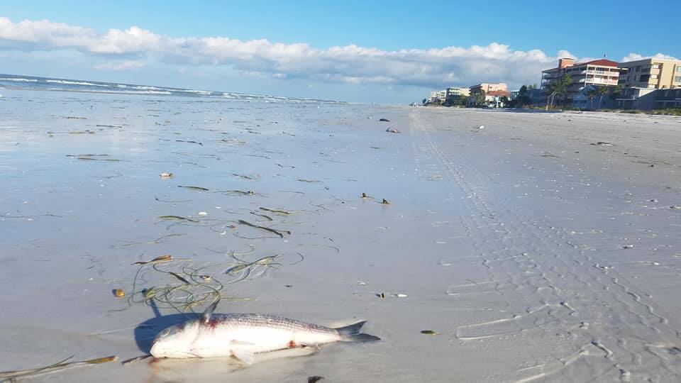 Our Worst 5 Beaches Stinky Red Tide Report Beach By Beach