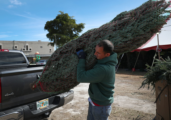 Fresh Christmas Tree Lots In Tampa Bay Area