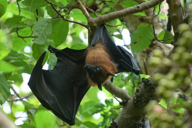 Bats Still Living In A Tampa Elementary School As Classes Start