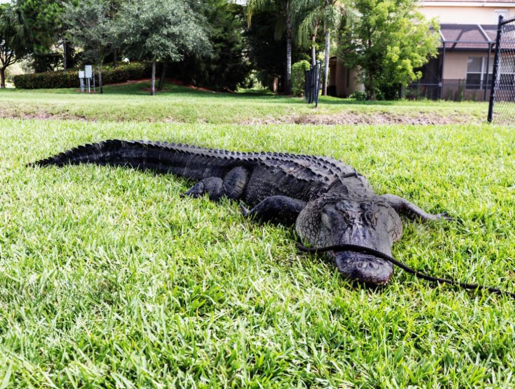 nuisance alligator