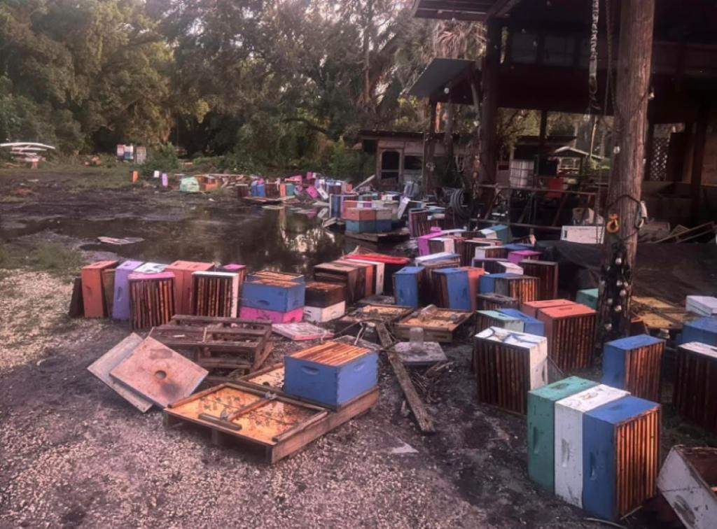 South Tampa Farm bee hives